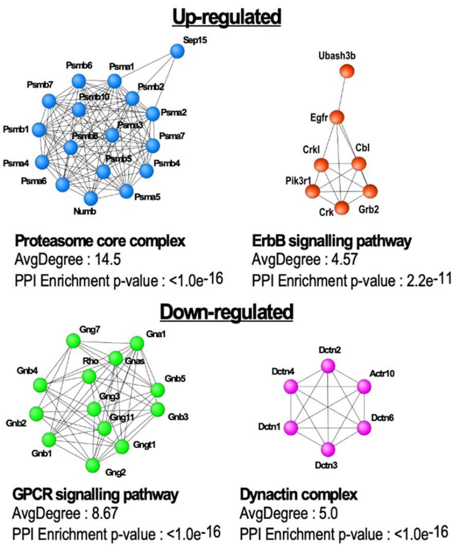 STRING network analysis of up and down regulated proteins.jpg